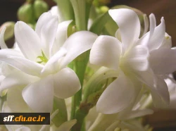 عید ولایت اسد الله الغالب، مولا علی ابن ابیطالب، بر همگان مبارک باد