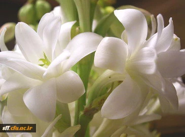 عید ولایت اسد الله الغالب، مولا علی ابن ابیطالب، بر همگان مبارک باد