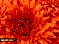 Chrysanthemum